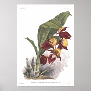 Poster Catasetum splendens
