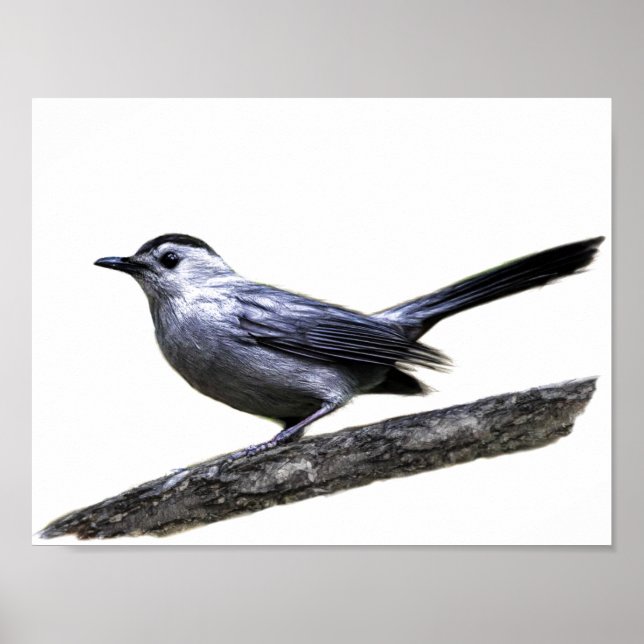 Poster Catbird (Devant)