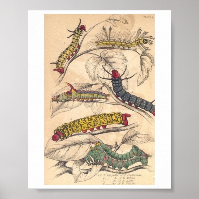 Poster Caterpiliers (Devant)