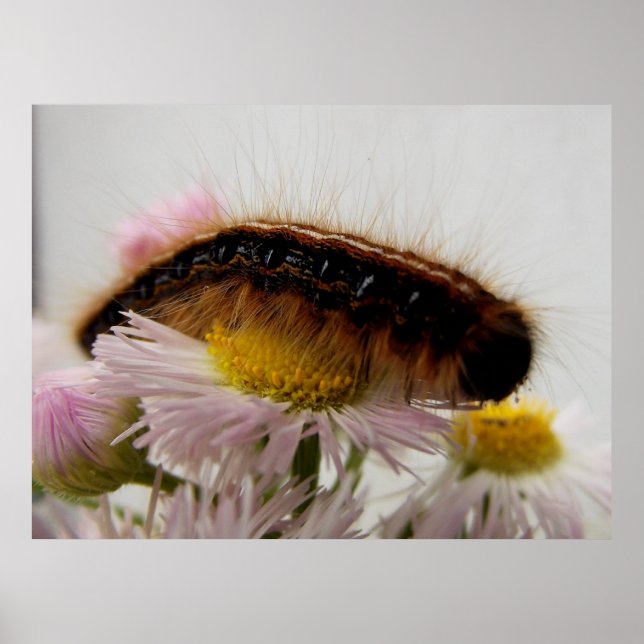 Poster Caterpillar (Devant)