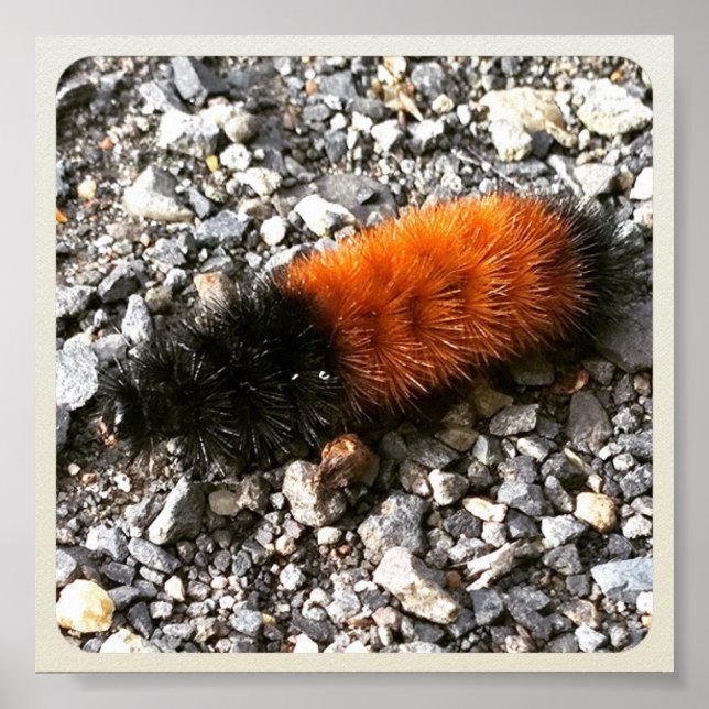 Poster Caterpillar d'ours laineux (Devant)