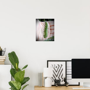 Poster Caterpillar noire