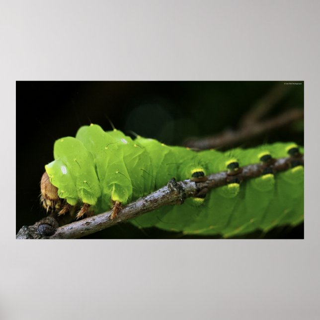 Poster Caterpillar verte (Devant)
