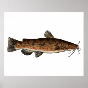 Poster Catfish en tête de papier