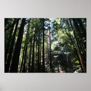 Poster "Cathédrale des arbres", Muir Woods