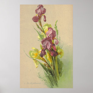 Poster Catherine Klein Vintage Litho Reproduction Canvas