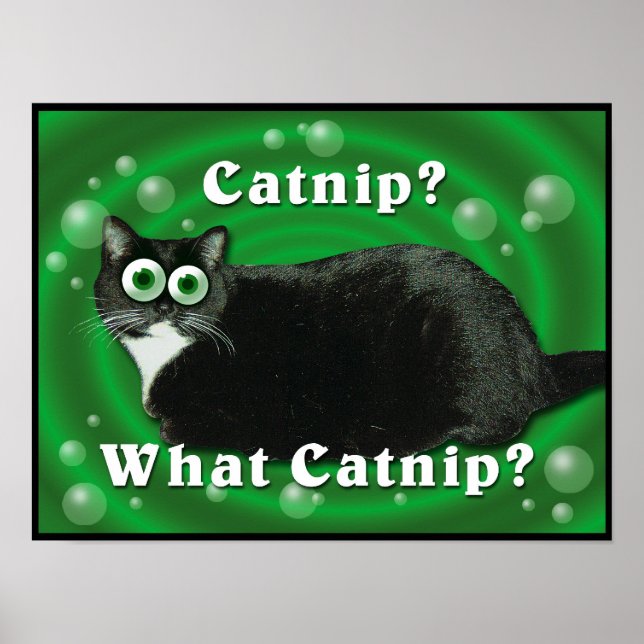 Poster Catnip Kitty (Devant)