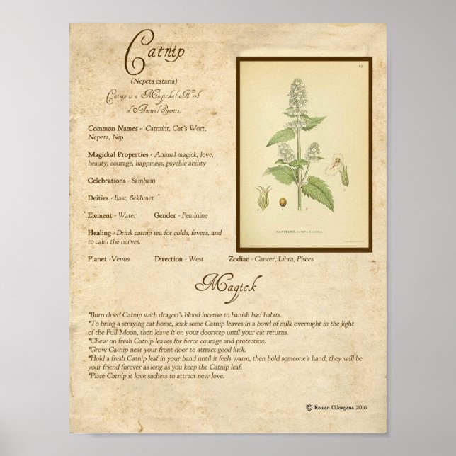 POSTER CATNIP MAGICK HERB (Devant)