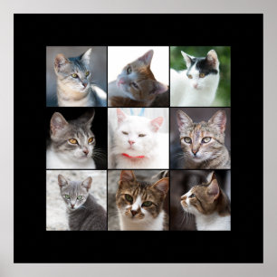 POSTER CATS
