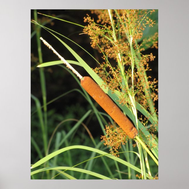 Poster Cattail au coucher du soleil (Devant)