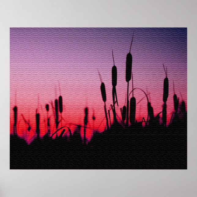 Poster Cattails au coucher du soleil (Devant)