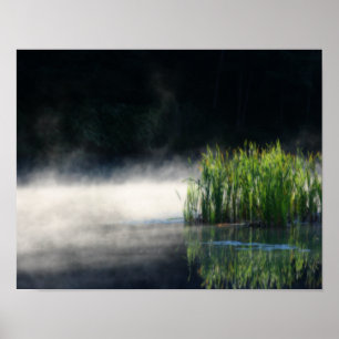 Poster Cattails Dans La Pose Sur Un Étang Orton Art