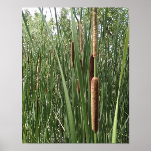 Poster Cattails dans les zones humides, éclairés par la l (Devant)