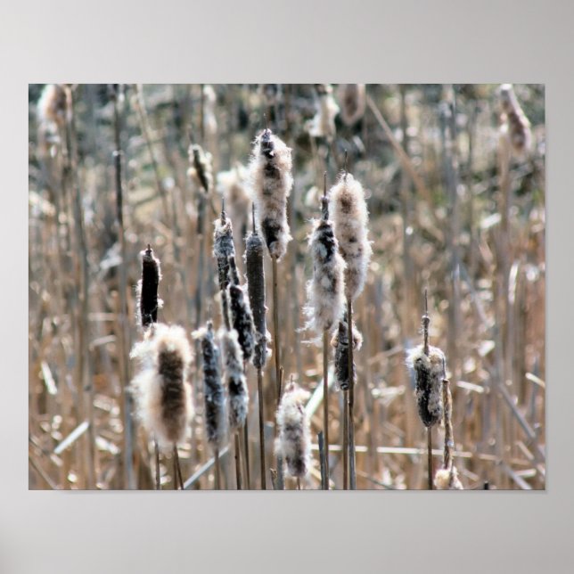 Poster Cattails Fluffés Au Printemps Nature (Devant)