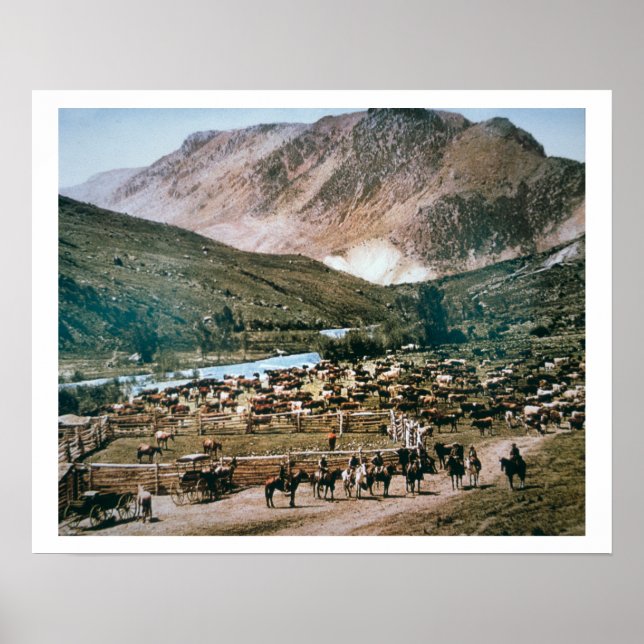 Poster Cattle Ranch, Colorado, 1899 (photo) (Devant)