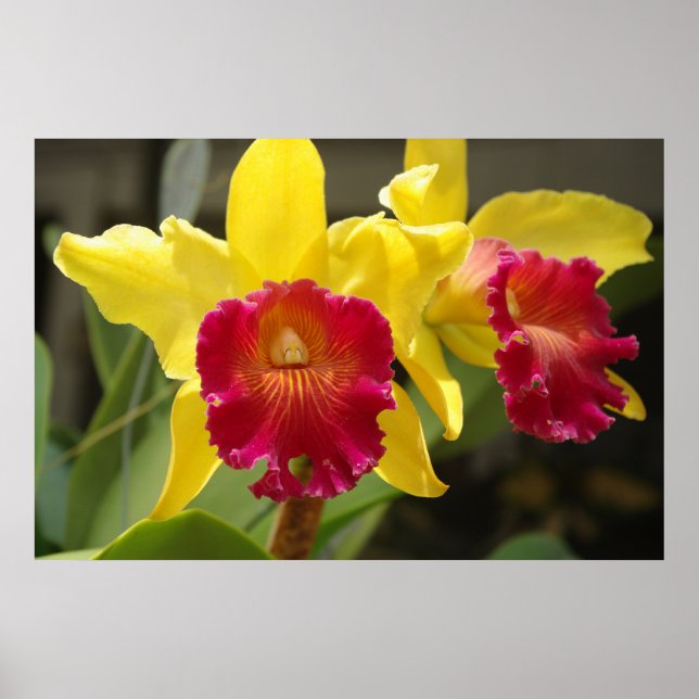 Poster Cattleya (Devant)