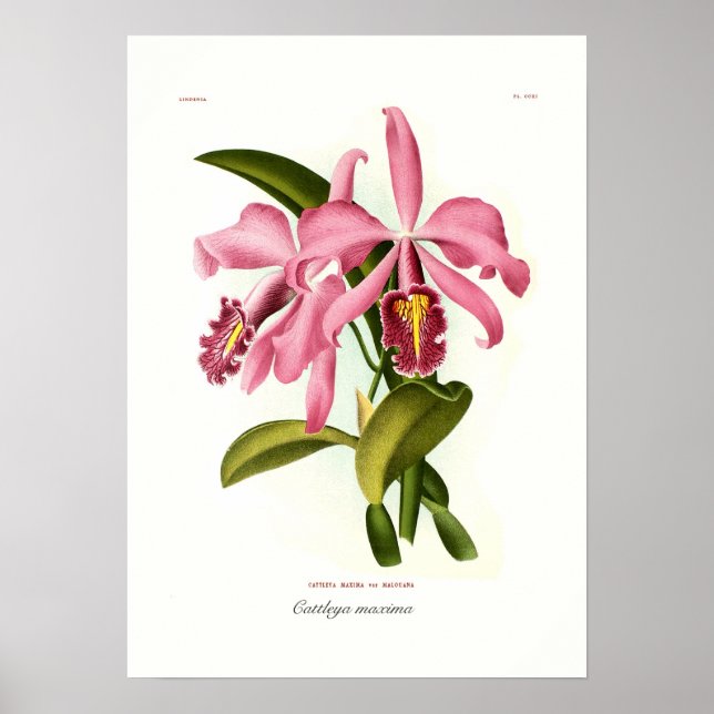 Poster Cattleya maxima (Devant)