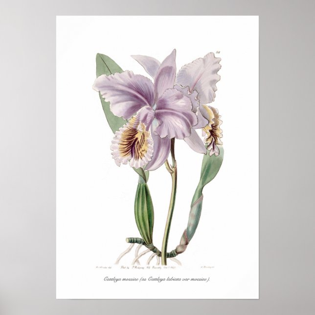 Poster Cattleya mossiae (Devant)