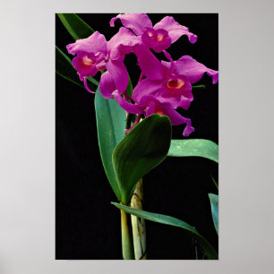 Poster Cattleya orchidée (Hailstorm Nilene)