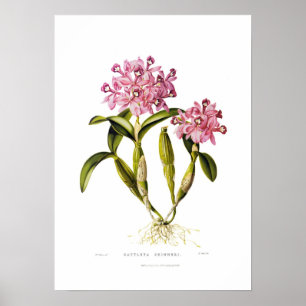 Poster Cattleya skinneri par Augusta Innes Withers.