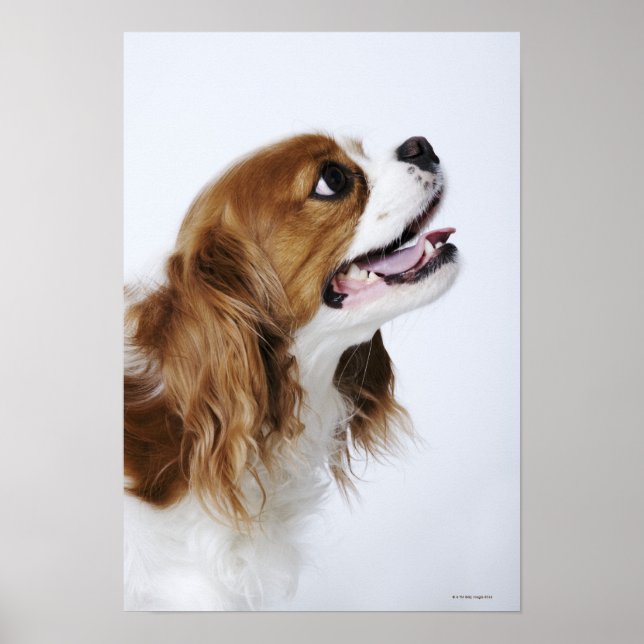 Poster Cavalier King Charles Spaniel (Devant)