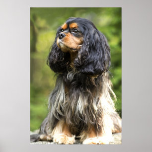 Poster Cavalier King Charles Spaniel Royal noir et feu