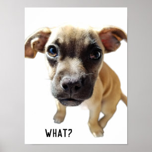 Poster Ce Qui Dit Chihuahua Carlin mignon adorable Chien