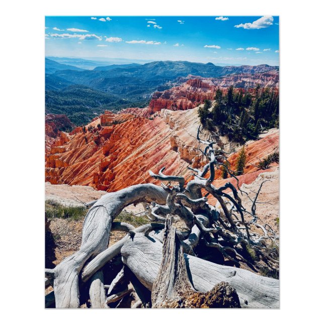 Poster Cedar Breaks Monument national - Branche (Devant)
