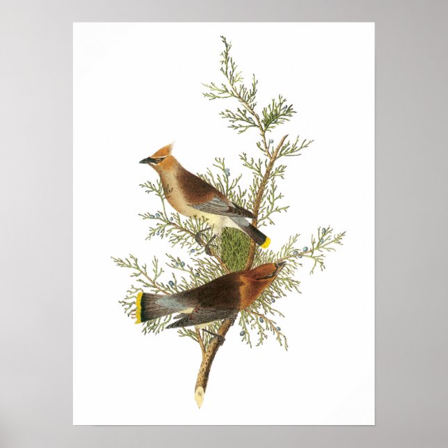 Poster Cèdre ciré par Audubon (Devant)