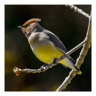 Poster Cèdre cire Songbird Photo originale Oiseau sauvage