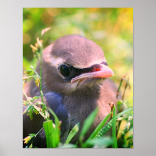 Poster Cèdre jaune cire oiseau naissant