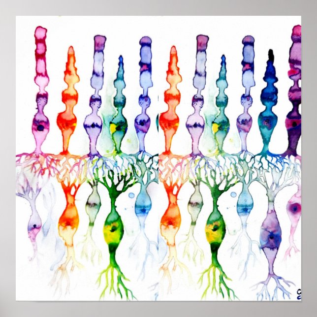 Poster Cellules cônes cellules tiges et neurone bipolaire (Devant)
