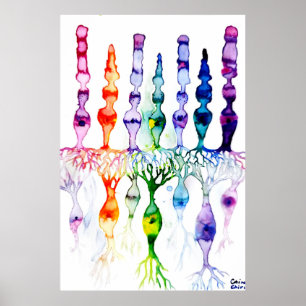 Poster Cellules coniques, cellules en bâtonnet et neurone