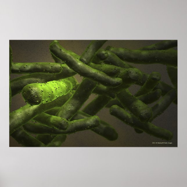 Poster Cellules de Mycobacterium tuberculosis (Devant)