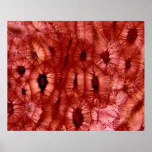 Poster Cellules de Sclerenchyma d'un cerisier