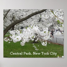 Central Park New York Arbre florissant au printemp