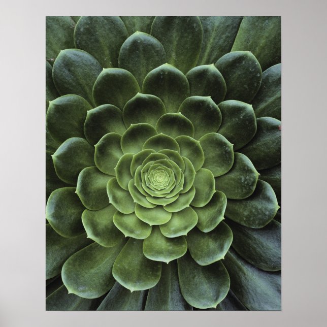 Poster Centre de Cactus (Devant)