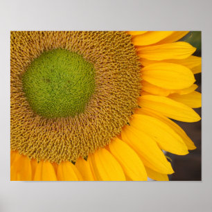 Poster Centre De Tournesol Et Pétales Près