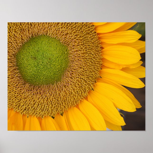 Poster Centre De Tournesol Et Pétales Près (Devant)