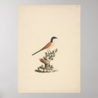 Poster Centropus monachus (Coucou bleu)