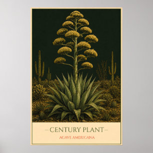 Poster Century Plant