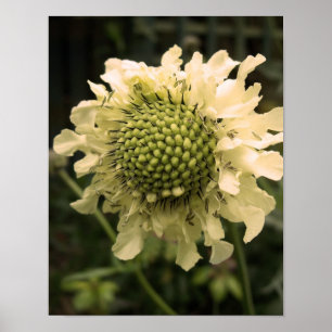 Poster Cephalaria Floral