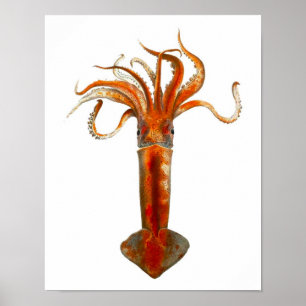 Poster Cephalopod no 11 Red Squid Sea Life Imprimer