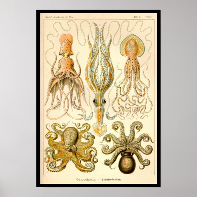 Poster Cephalopod poulpe calmar Nature marine (Devant)