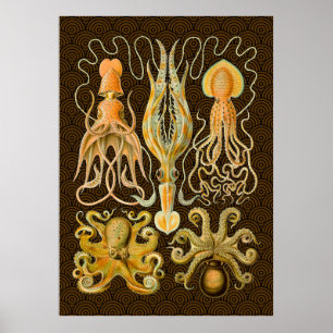 Poster Cephalopod poulpe calmar Nature marine