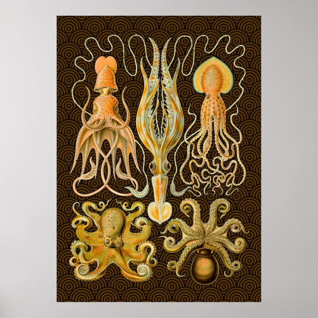 Poster Cephalopod poulpe calmar Nature marine (Devant)