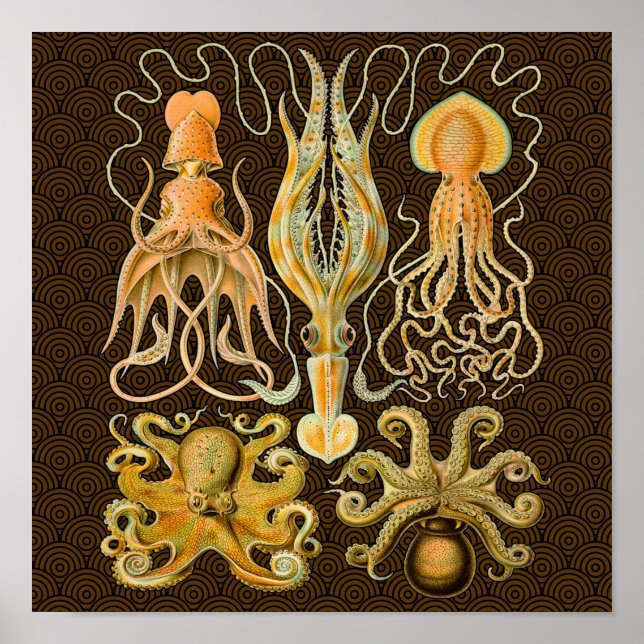 Poster Cephalopod poulpe calmar Nature marine (Devant)