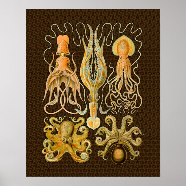 Poster Cephalopod poulpe calmar Nature marine (Devant)