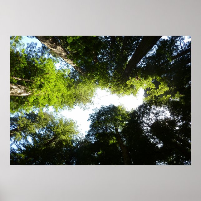 Poster Cercle de séquoias au parc national Redwood (Devant)