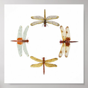 Poster Cercle des libellules